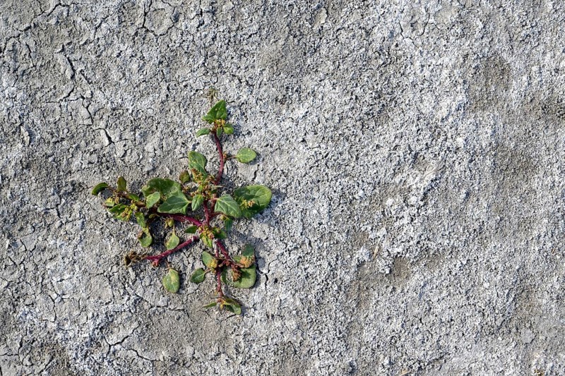 Plant in the heavily dried out Darscho or Warmsee, Lake Neusiedl-Seewinkel National Park, Burgenland, Austria, Europe