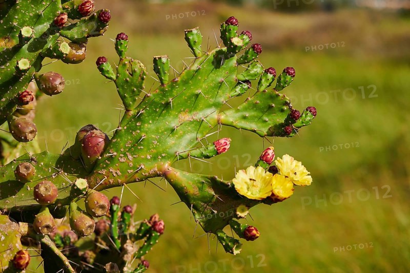 Indian fig opuntia (Opuntia ficus-indica) blossoms and fruits, ebro delta, Catalonia, Spain, Europe