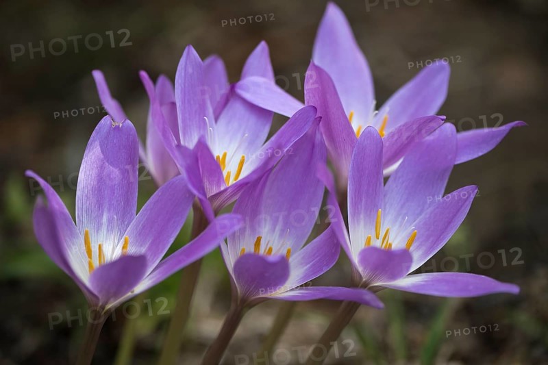 Autumn crocus (Colchicum speciosum), Emsland, Lower Saxony, Germany, Europe
