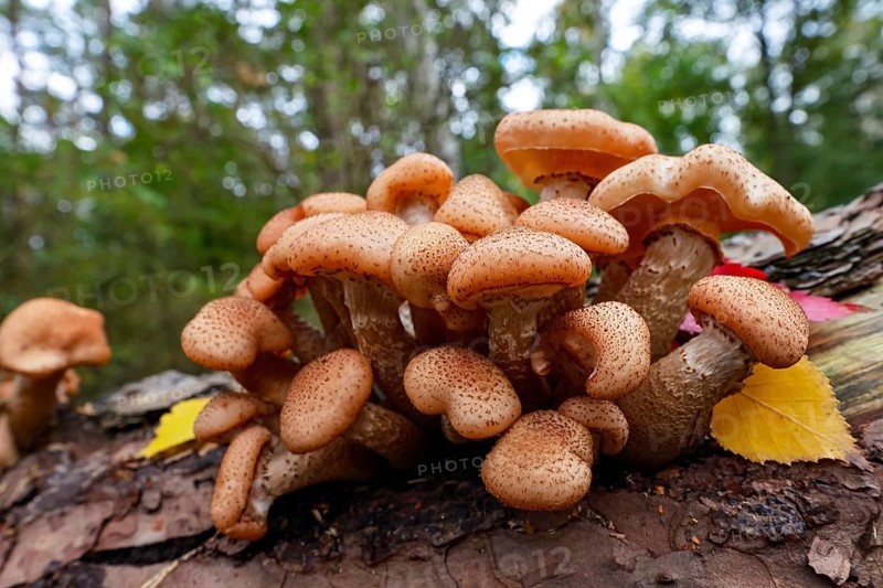 Common Hallimasch, also golden yellow or honey yellow Hallimasch (Armillaria mellea), on rotting tree trunk of a scots pine (Pinus sylvestris), Schleswig-Holstein, Germany, Europe