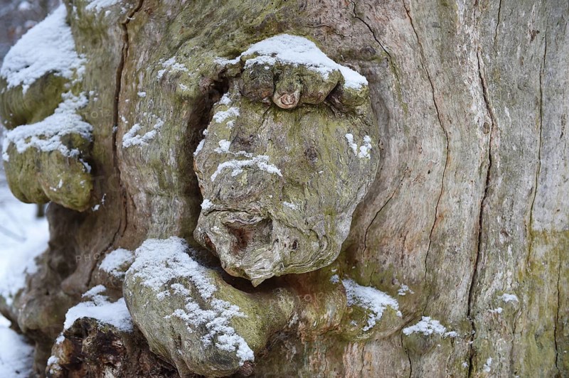 Tree face in an old beech in winter, Sababurg primeval forest, Reinhardswald, Hesse, Germany, Europe
