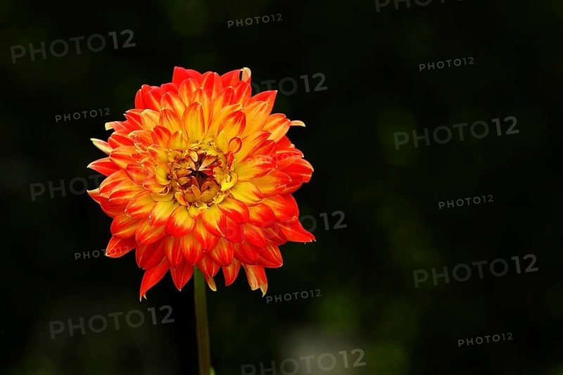 Jewel dahlia (Dahlia hybrida) flowering in a garden, North Rhine-Westphalia, Germany, Europe