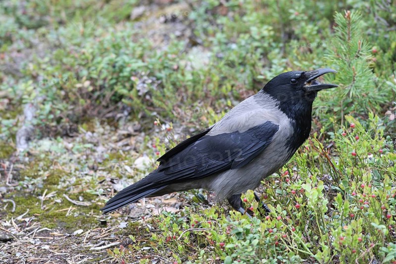 Hooded Crow (Corvus cornix) Foraging in the tundra, Northern Norway, Scandinavia