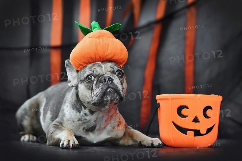 French Bulldog dog wearing Halloween pumpkin costume hat in front of black and orange paper streamers