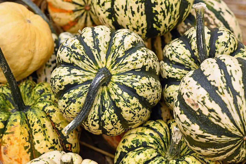 White Carnival squashe with dark green stripes on pile of pumpkins