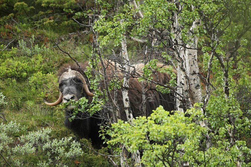 Musk ox (Ovibos moschatus) among birch trees in Dovrefjell-Sunndalsfjella National Park, Central Norway, Scandinavia