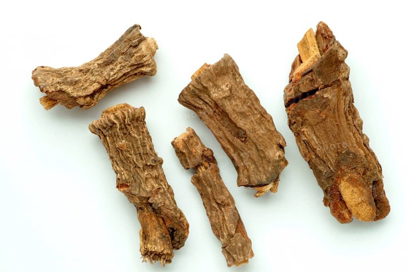 Indian galangal, Alpinia calcarata, Brachychilum horsfeldi, is a rhizomatic perennial herb commonly used in the traditional medicinal systems of Asia. Alpinia calcarata is cultivated in tropical countries. The rhizomes of Alpinia calcarata have been experimentally shown to possess antibacterial, antifungal, anthelmintic, antinociceptive, anti-inflammatory, antioxidant, aphrodisiac, gastroprotective and antidiabetic effects