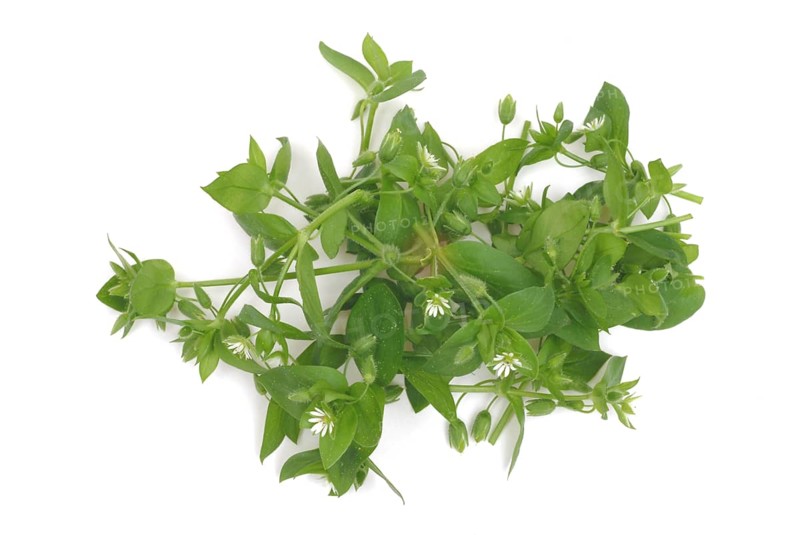 Greater stitchwort (Stellaria holostea), Rabelera holostea, also Common Chickweed, medicinal plant