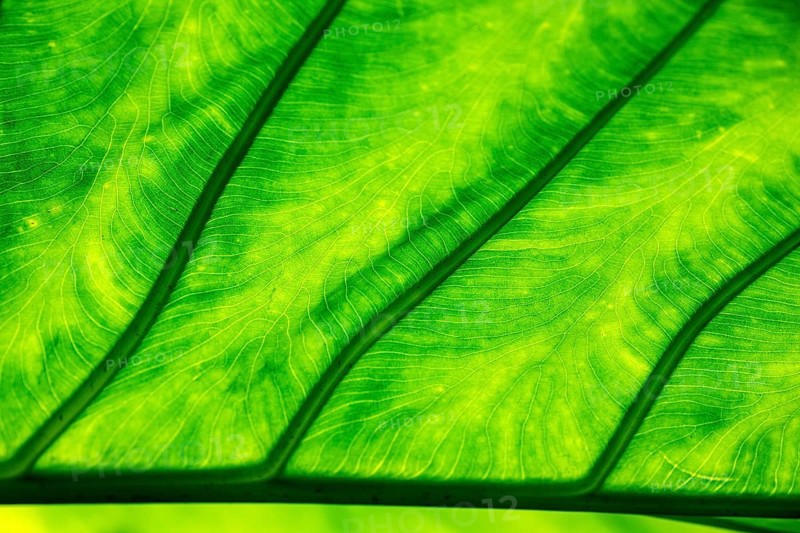 Leaf of the giant taro (Alocasia macrorrhizos), backlit close-up, Madeira, Portugal, Europe