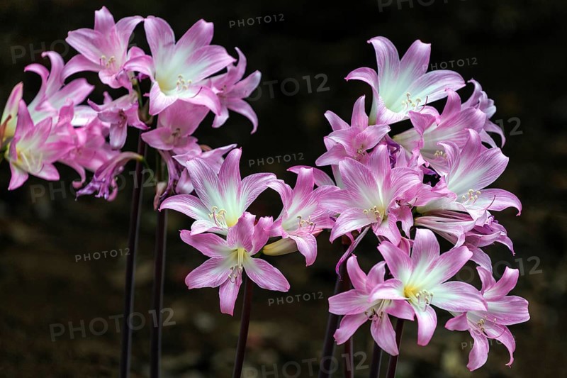 Belladonna lily (Amaryllis belladonna), Madeira, Portugal, Europe