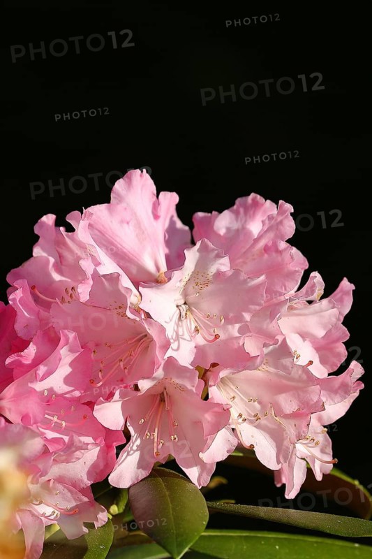 Rhododendron flowers (Rhododendron Homer), pink flowers in a garden, Wilden, North Rhine-Westphalia, Germany, Europe