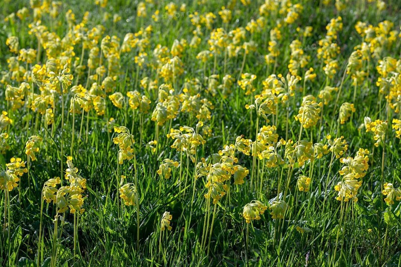 Meadow common cowslip (Primula veris) or cowslip, flowering, Thuringia, Germany, Europe