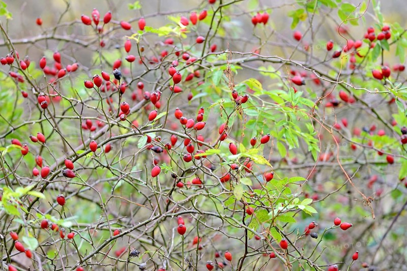 Branches with red rose hips, fruit stands, Moselle, Rhineland-Palatinate, Germany, Europe