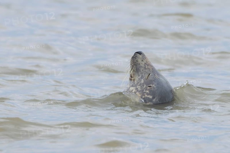 Grey (Halichoerus grypus) seal adult animal sleeping in the sea, Norfolk, England, United Kingdom, Europe