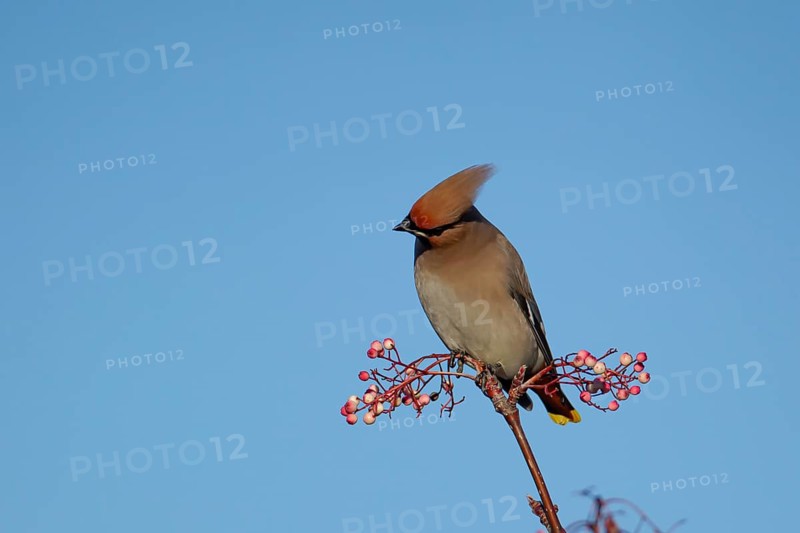 Waxwing (Bombycilla garrulus) adult bird in a berry laiden tree, Suffolk, England, United Kingdom, Europe