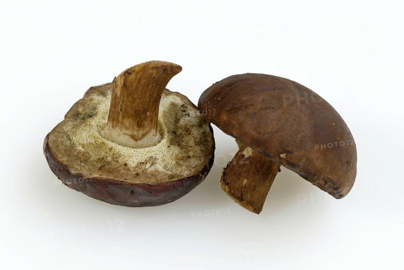 Brown bay bolete (Xerocomus badius)