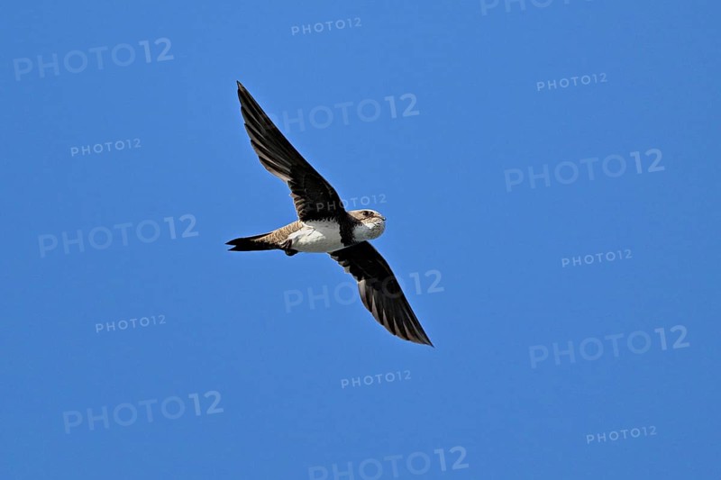 Alpine swift (Apus melba), adult, in flight, Switzerland, Europe