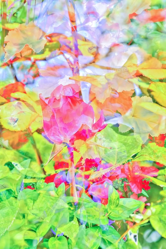 Oil painting, rose (pink), delicate bright flowers, red, yellow and orange flowers creative, different plants mixed, artistic shot, alienated flowers, plants, impressionistic art style, vivid spring atmosphere, allover, alienation, dense flower field, delicate and bright colours, fragrant, garden, bed, plants, Germany, Europe