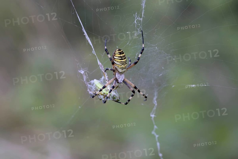 Wasp spider with grasshopper as prey