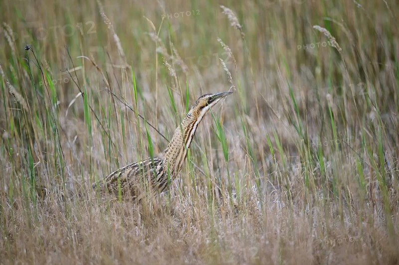 Eurasian bittern (Botaurus stellaris) hunting in the reeds, Neusiedeler See National Park, Burgenland, Austria, Europe