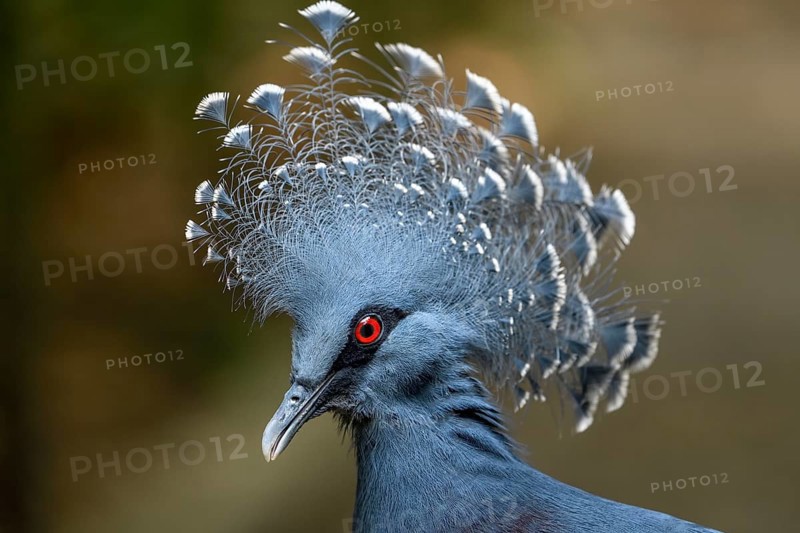 Victoria crowned pigeon (Goura victoria), animal portrait, Mount Hagen, Western Highlands, Papua New Guinea, Oceania