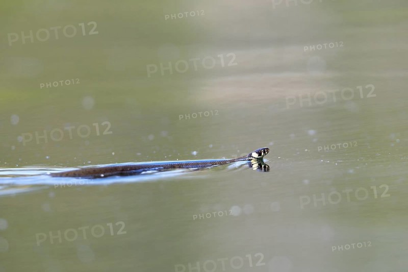 Grass snake (Natrix natrix) swimming in the water of the river Peene, Naturpark Flusslandschaft Peenetal, Mecklenburg-Western Pomerania, Germany, Europe