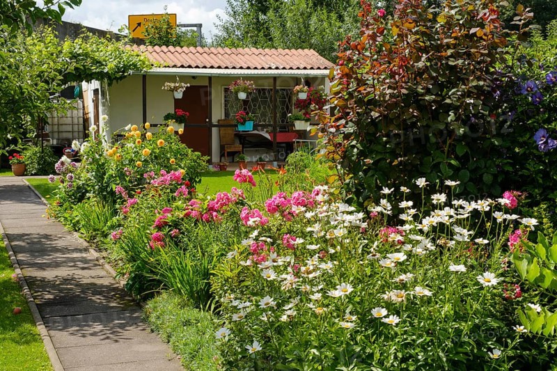 Blooming flowers in front of garden arbour in allotment garden, allotment garden, Dortmund, North Rhine-Westphalia, Germany, Europe