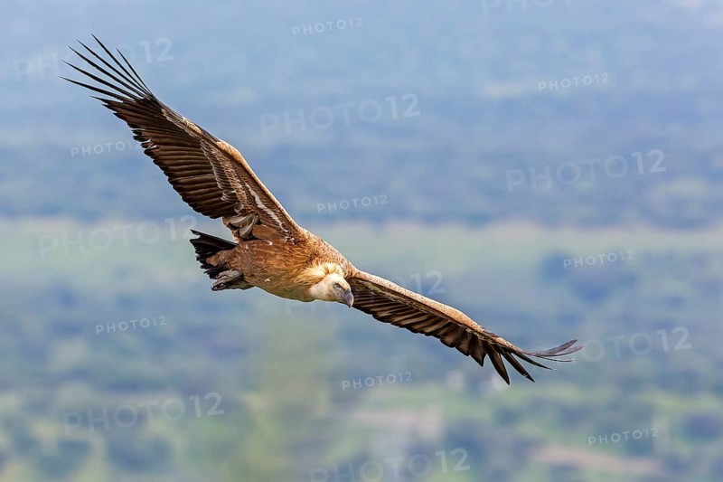 Griffon vulture (Gyps fulvus) Old world vulture, flying, circling, foraging in the sky, Monfragüe National Park, Villareal de San Carlos, Spain, Europe