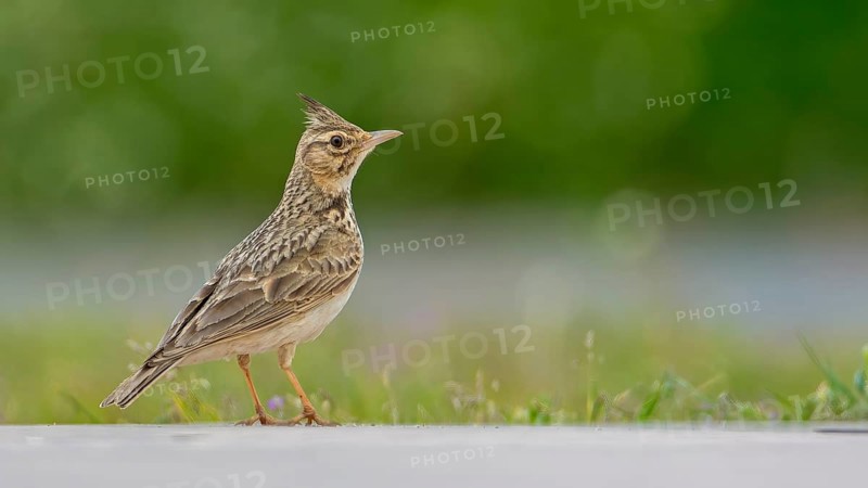 Crested Lark (Galerida cristata) with raised bonnet, Monfragüe National Park, Villareal de San Carlos, Spain, Europe