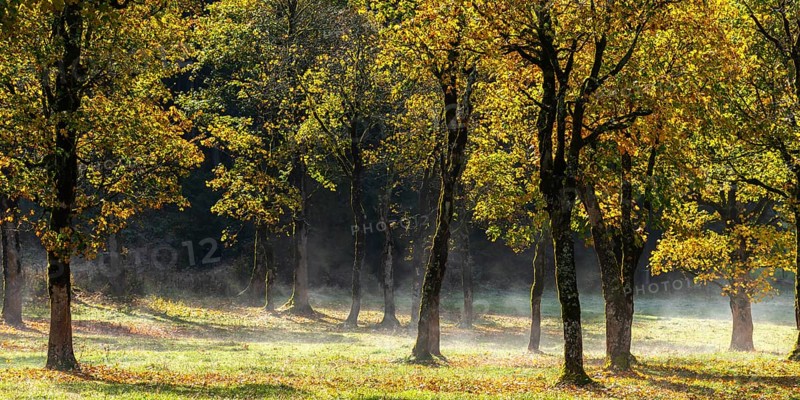 Engtal valley, large maple in the morning dew, sycamore maple (Acer pseudoplatanus) in glorious autumn colours, group of trees against the light