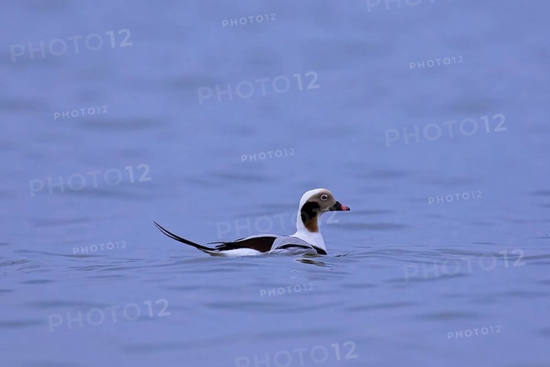Long-tailed duck (Clangula hyemalis) male swimming in sea in winter