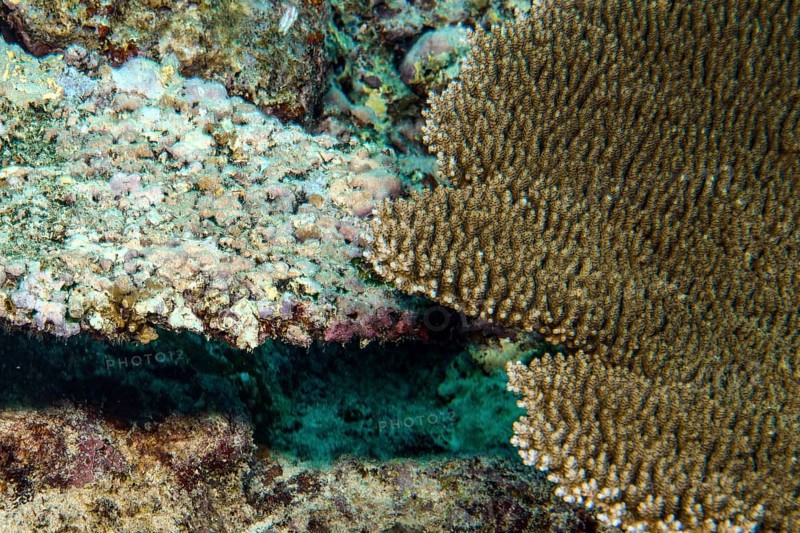 View from above left after coral bleaching dead Hyacinth table coral (Acropora hyacinthus) Hyacinth table coral right next to it healthy intact hard coral Table coral (Acropora), Pacific Ocean