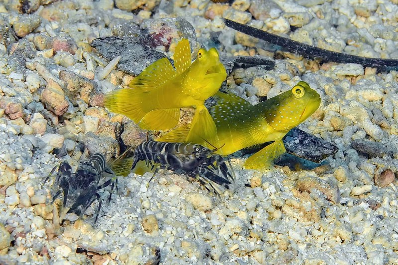 Symbiotic behaviour of pair of yellow prawn-goby (Cryptocentrus cinctus) and pair of marbled firecracker (Alpheus rapax) lying in front of living cave dwelling, Pacific Ocean, Caroline Islands, Yap Island, Yap State, Federated States of Micronesia
