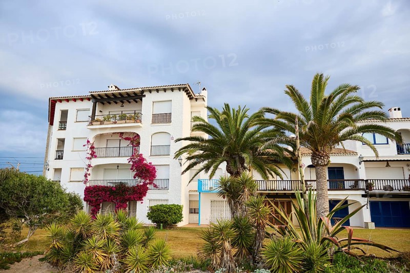 Canary Island date palm (Phoenix canariensis) growing in front of a house near Tarragona, Catalonia, Spain, Europe