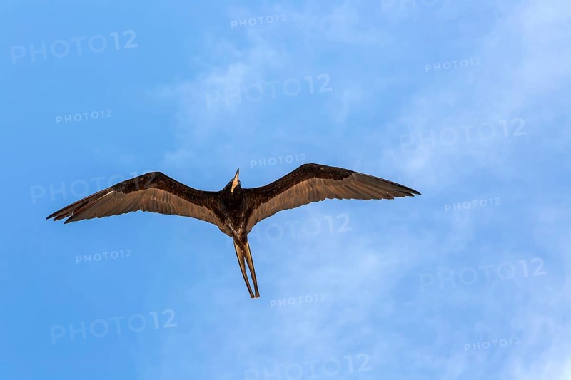 Frigate bird 'Fregata magnificens' gliding overhead in blue sky Celestun, Yucatan, Mexico, Central America