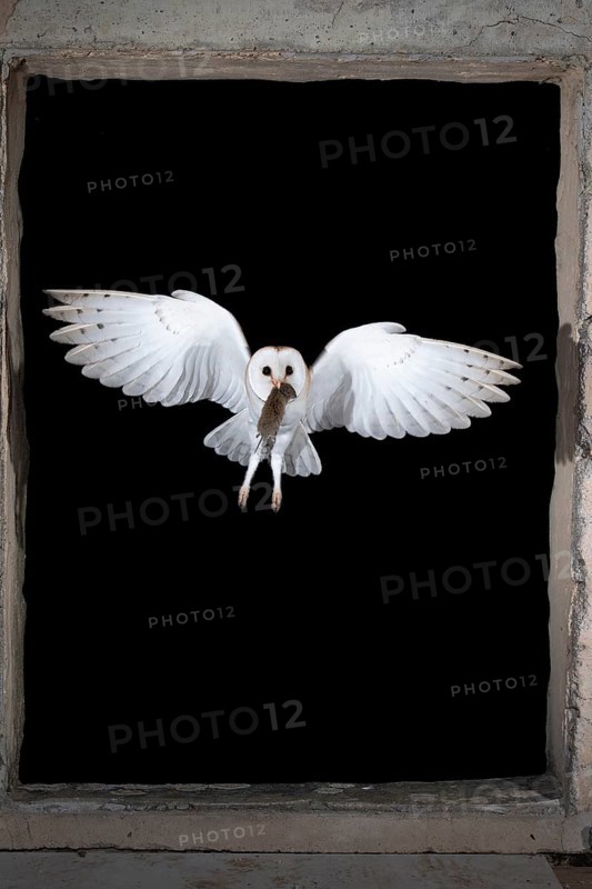 Common barn owl (Tyto alba) with captured mouse, Bitburg, Rhineland-Palatinate, Germany, Europe