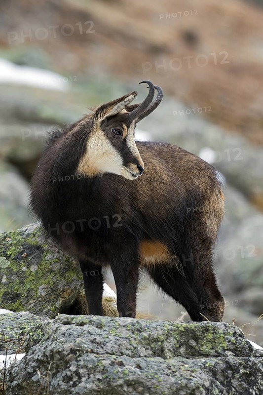 Chamois (Rupicapra rupicapra) amongst rocks in winter, Gran Paradiso National Park, Italian Alps, Italy, Europe