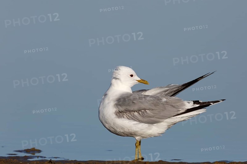 Common gull (Larus canus), resting in the water, Lower Saxony Wadden Sea National Park, East Frisian Islands, Lower Saxony, Germany, Europe
