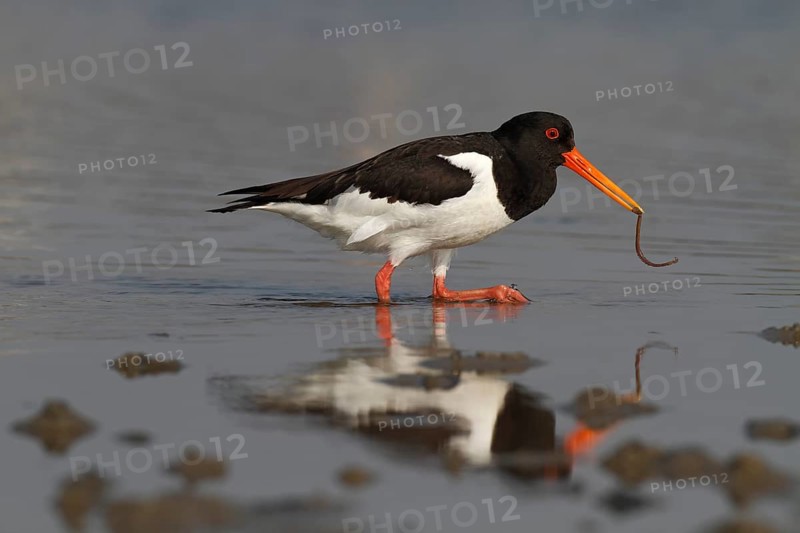 Eurasian oystercatcher (Haematopus ostralegus), adult bird with lugworm in its beak, foraging, Lower Saxon Wadden Sea National Park, East Frisian Islands, Lower Saxony, Germany, Europe