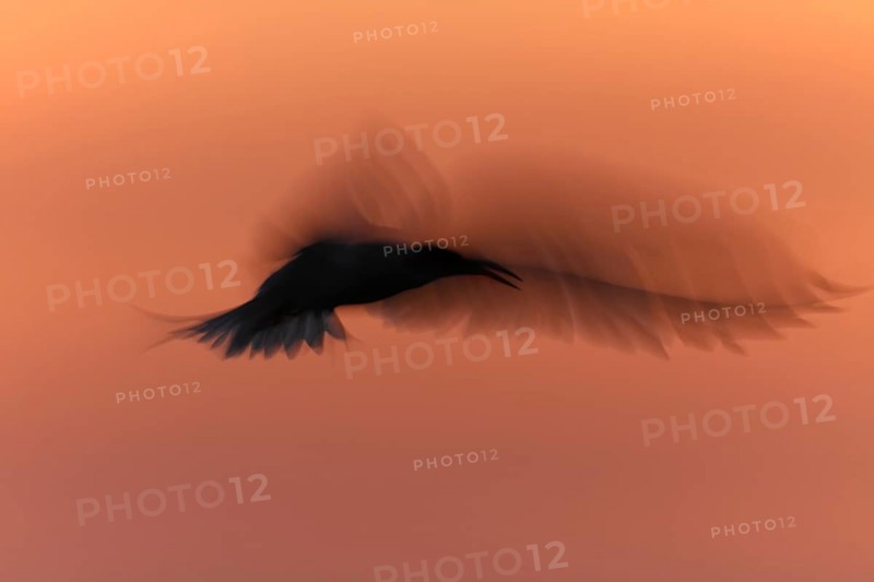 Common Tern (Sterna hirundo), flight study at sunset, in flight with motion blur of the wings, Lower Saxon Wadden Sea National Park, East Frisian Islands, Lower Saxony, Germany, Europe