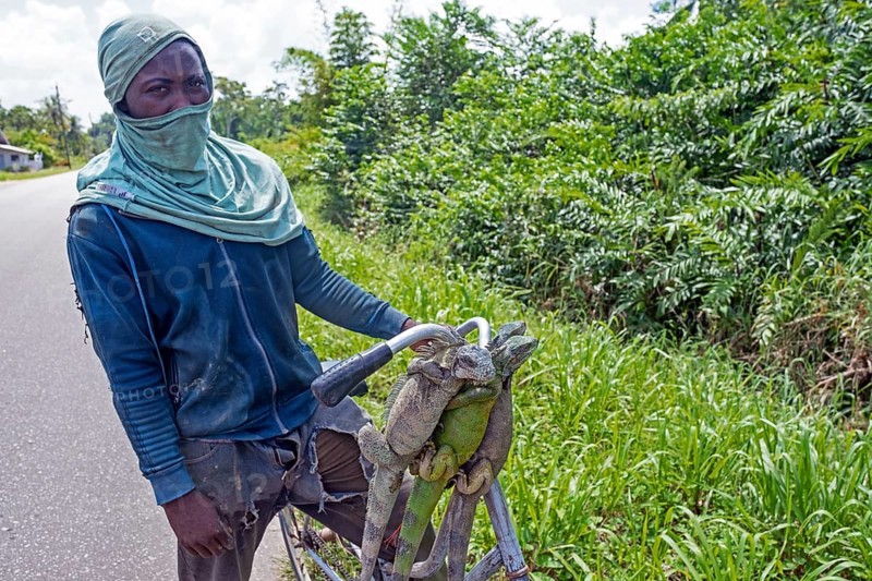 Surinamese man showing dead green iguanas (Iguana iguana) hanging from his bicycle, killed for the meat as food source in Suriname, Surinam