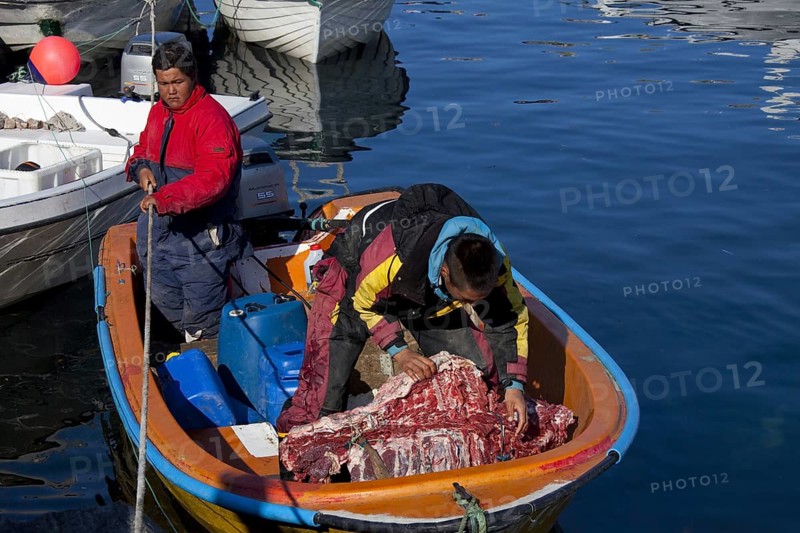 Inuit hunters unload muskox (Ovibos moschatus) meat from boat in the Uummannaq harbour, North-Greenland, Greenland, North America
