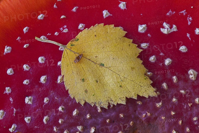 Birch leaf on top of cap of fly agaric (Amanita muscaria), fly amanita