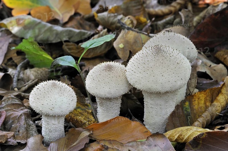 Common puffball, warted puffball, gem-studded puffball (Lycoperdon perlatum), devil's snuff-box (Lycoperdon gemmatum)