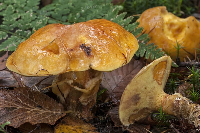Greville's Bolete (Suillus grevillei), Larch Boletes, Bovine Bolete showing underside with pores