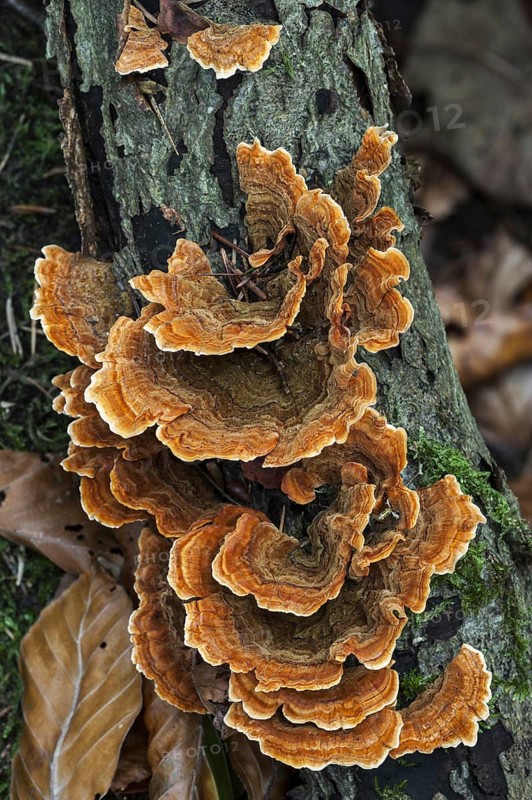 Turkey tail, Many Zoned Polypore, Turkeytail bracket fungus (Trametes versicolor) (Coriolus versicolor) (Polyporus versicolor)