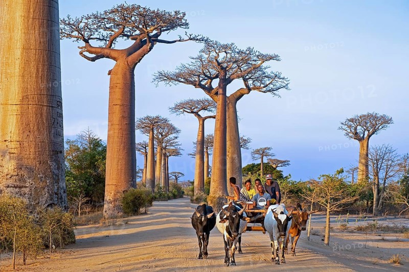 Avenue of the Baobabs, Grandidier's baobabs lining unpaved Road No. 8 between Morondava and Belon'i Tsiribihina, Menabe, Madagascar, Africa