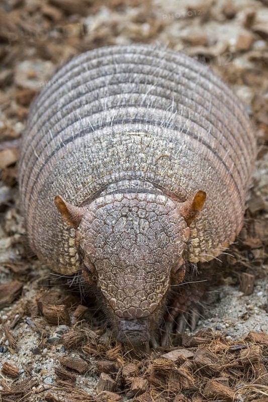 Screaming hairy armadillo (Chaetophractus vellerosus), small screaming armadillo, burrowing armadillo native to South America