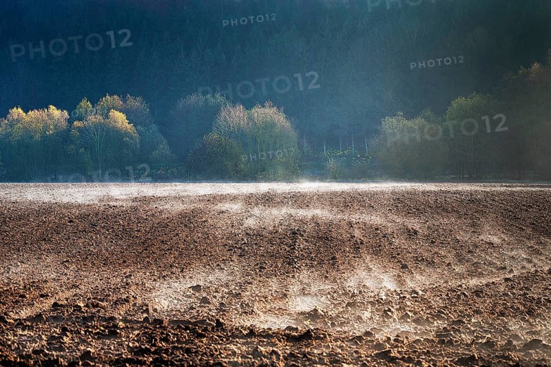 Precipitation evaporates on a field at the edge of a forest, autumnally coloured trees in the morning sun, Beverungen, Höxter, Weserbergland, North Rhine-Westphalia, Germany, Europe