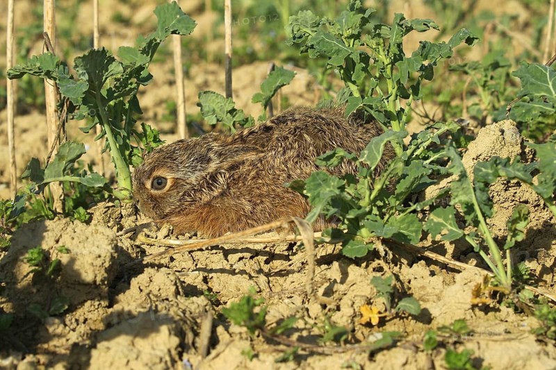 European hare (Lepus europaeus) few days old young squeezing in field, Lower Austria, Austria, Europe